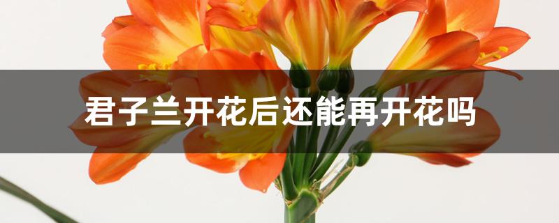 君子兰开花后还能再开花吗