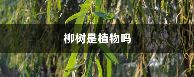 柳树是植物吗