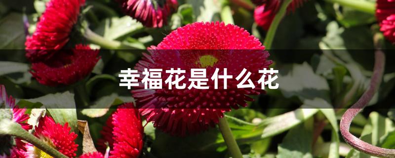 幸福花是什么花