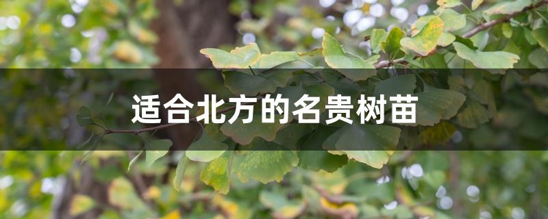 适合北方的名贵树苗 适合北方的名贵树苗