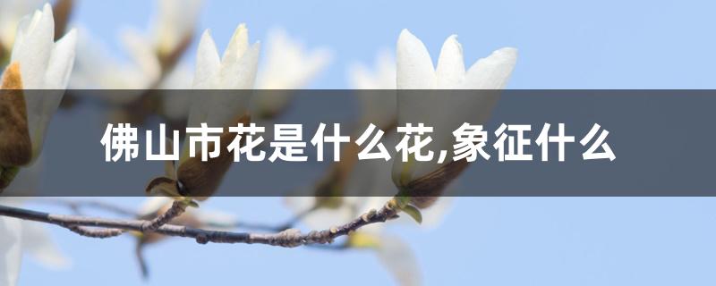 佛山市花是什么花,象征什么