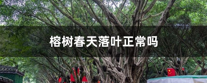 榕树春天落叶正常吗