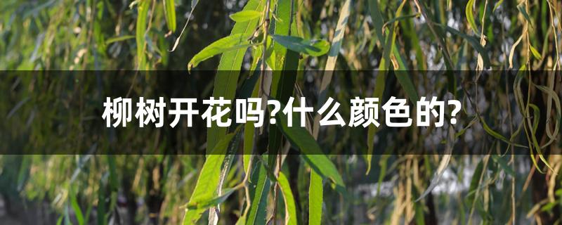 柳树开花吗?什么颜色的?