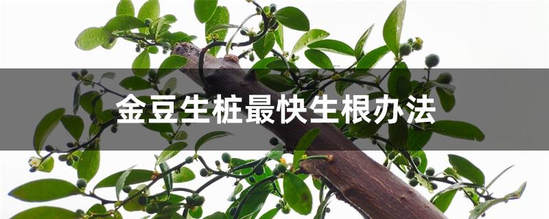 金豆生桩最快生根办法