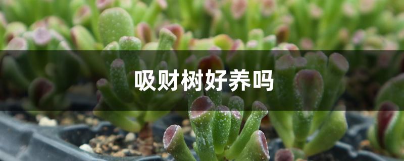 吸财树好养吗