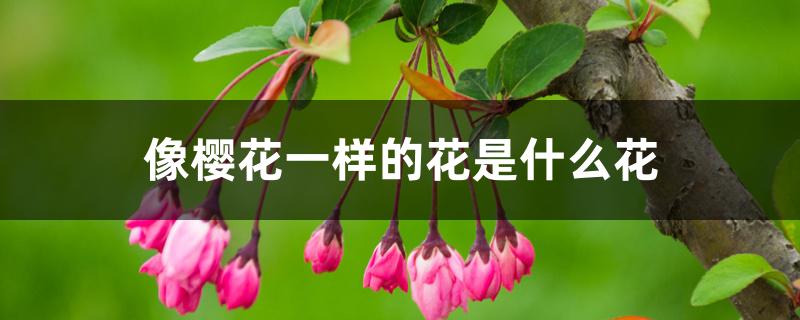 像樱花一样的花是什么花