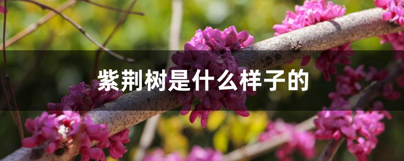 紫荆树是什么样子的