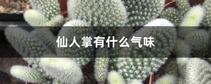 仙人掌有什么气味