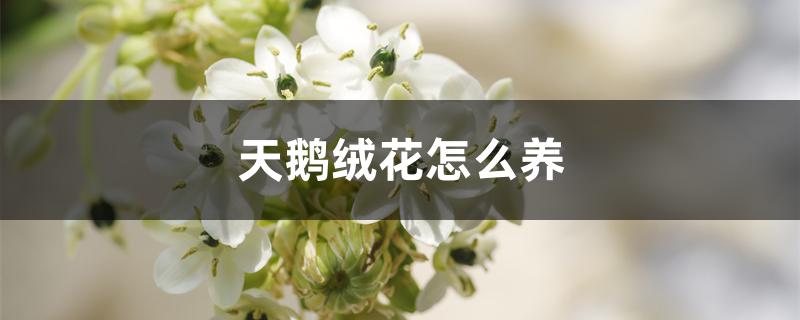 天鹅绒花怎么养