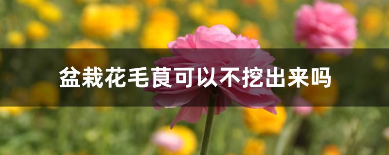 盆栽花毛茛可以不挖出来吗