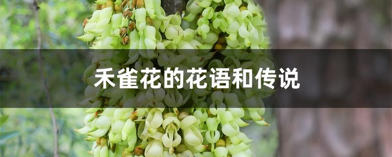 禾雀花的花语和传说