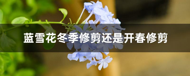 蓝雪花冬季修剪还是开春修剪