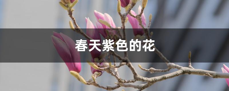 春天紫色的花