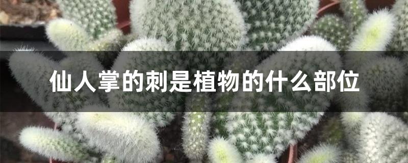 仙人掌的刺是植物的什么部位