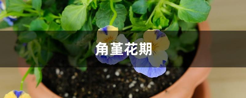 角堇花期