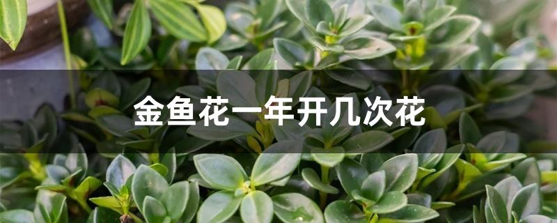 金鱼花一年开几次花