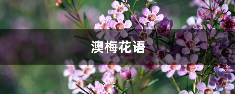 澳梅花语