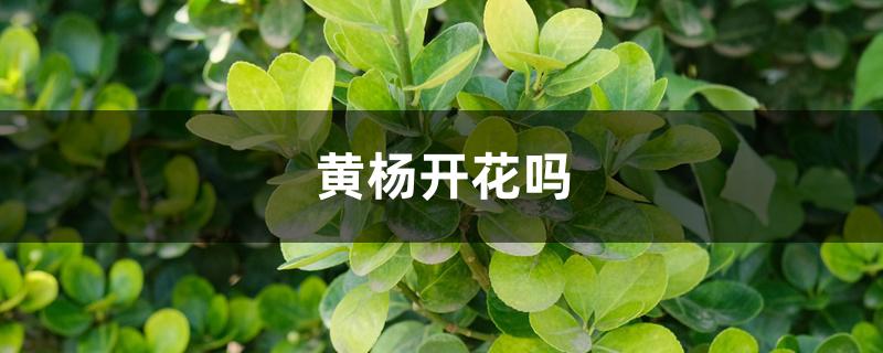 黄杨开花吗