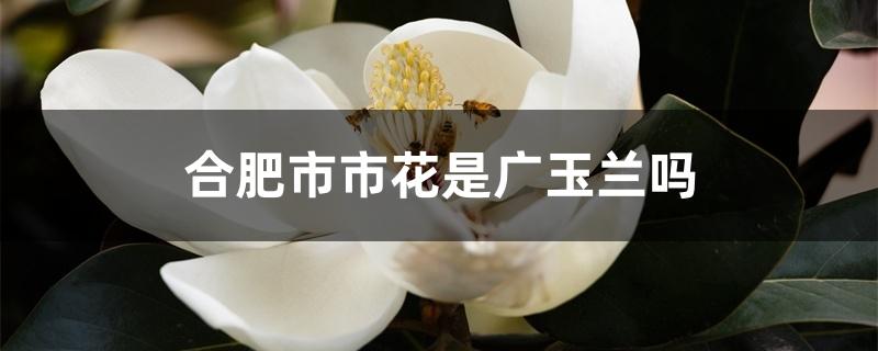 合肥市市花是广玉兰吗