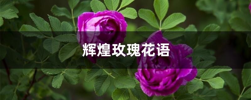 辉煌玫瑰花语