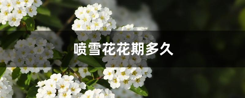 喷雪花花期多久