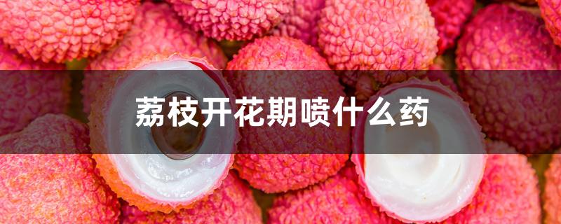 荔枝开花前喷什么药 荔枝开花前喷什么药