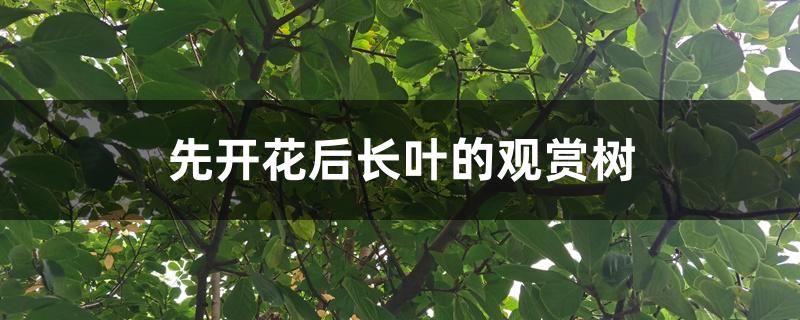 先开花后长叶的观赏树