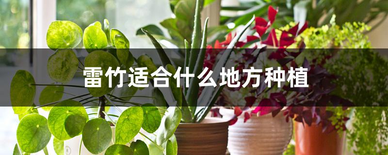 雷竹适合什么地方种植 雷竹适合什么地方种植