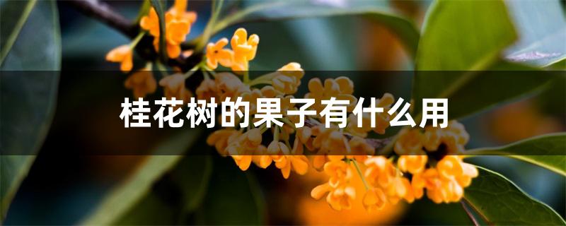 桂花树的果子有什么用