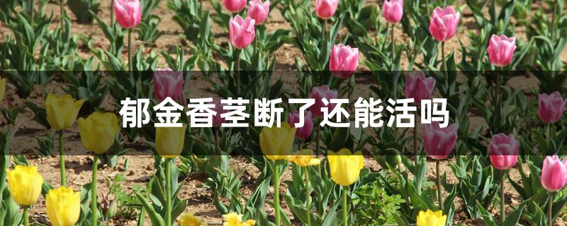 郁金香茎断了还能活吗 郁金香茎断了还能活吗