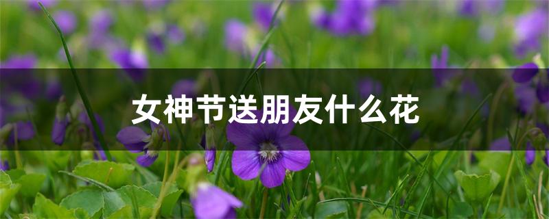 女神节送朋友什么花