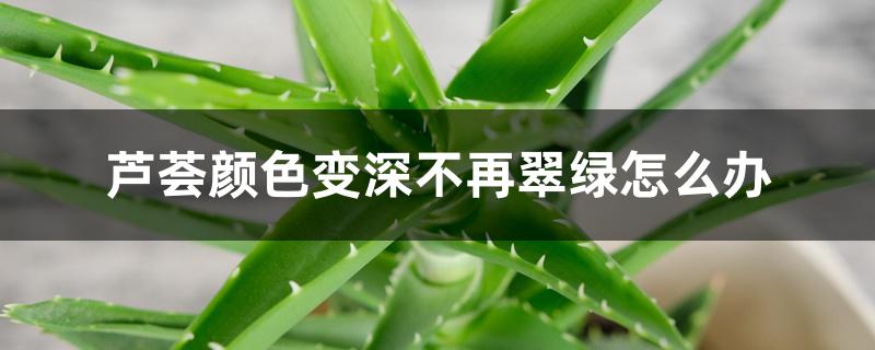 芦荟颜色变深不再翠绿怎么办