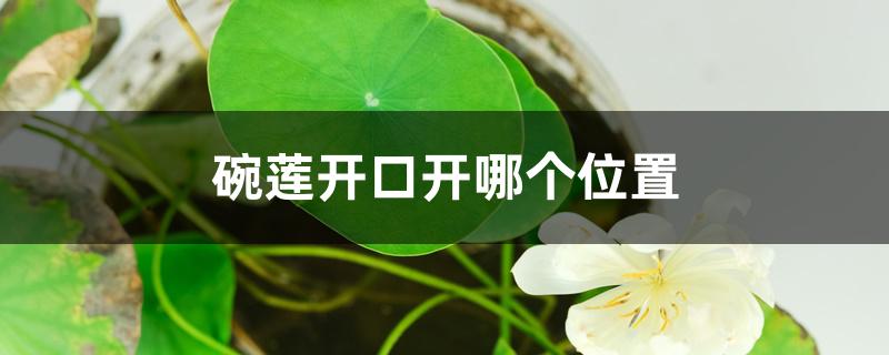 碗莲开口开哪个位置 碗莲开口开哪个位置