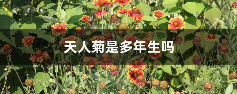 天人菊是多年生吗