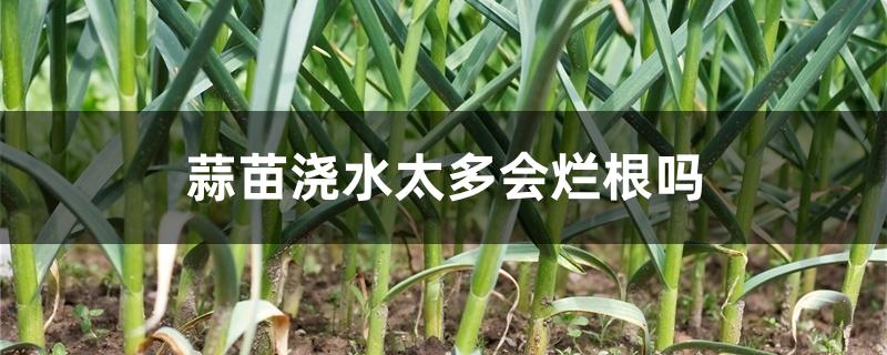 蒜苗浇水太多会烂根吗