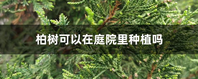 柏树可以在庭院里种植吗