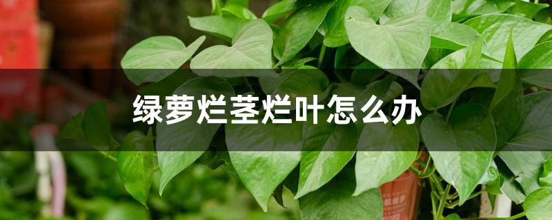 绿萝烂茎烂叶怎么办