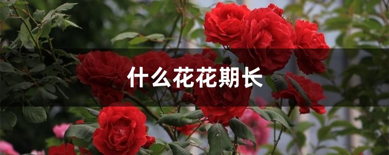 什么花花期长