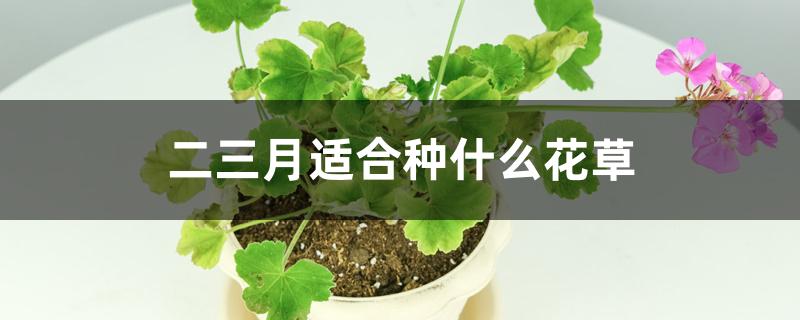 二三月适合种什么花草