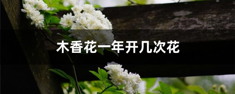 木香花一年开几次花