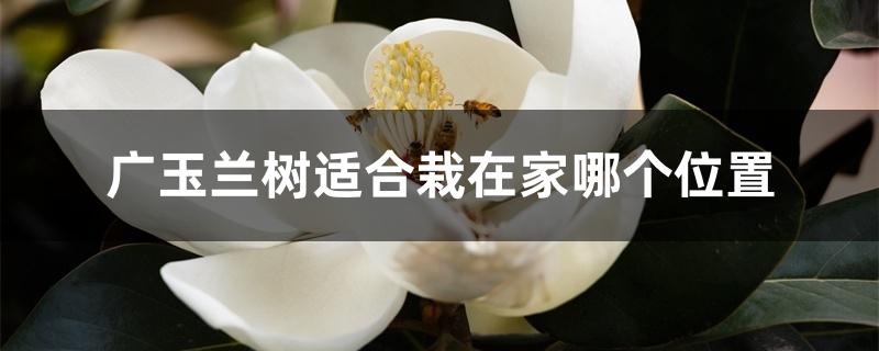 广玉兰树适合栽在家哪个位置