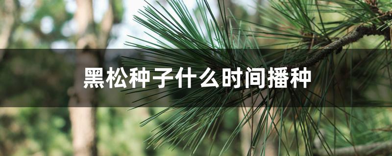 黑松种子什么时间播种