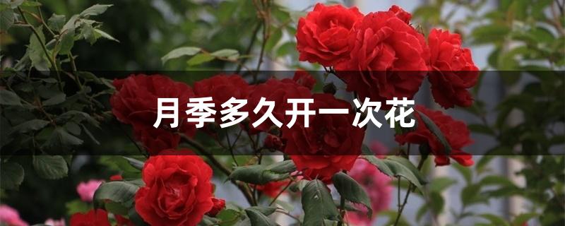 月季多久开一次花