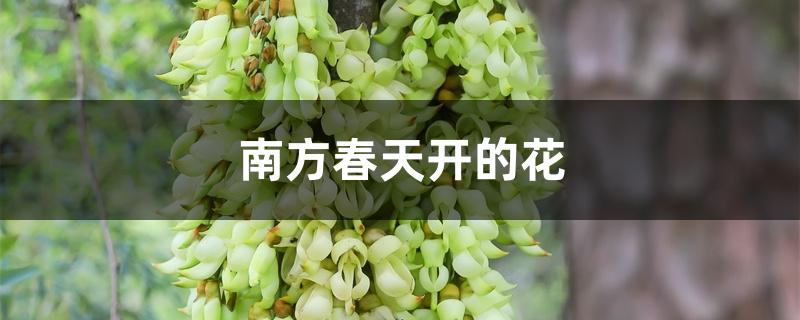 南方春天开的花