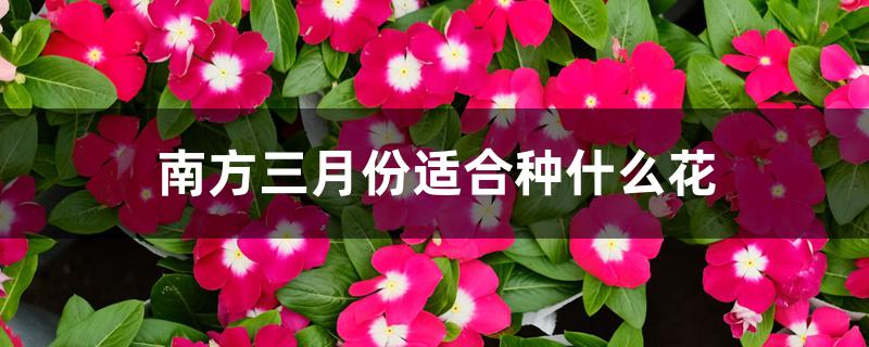 南方三月份适合种什么花 南方三月份适合种什么花