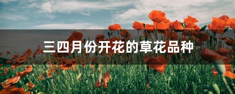 三四月份开花的草花品种