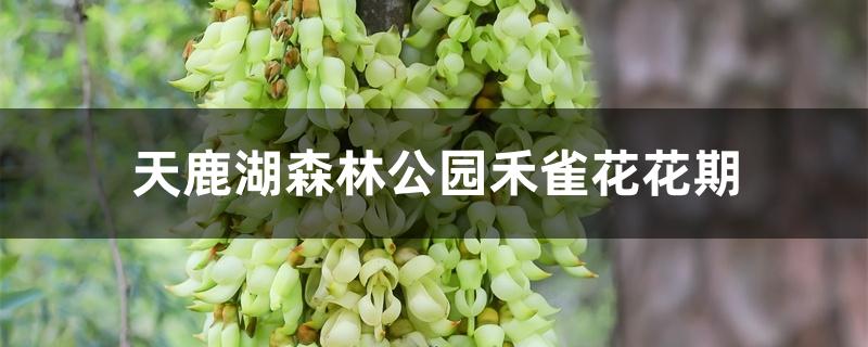 天鹿湖森林公园禾雀花花期 天鹿湖森林公园禾雀花花期