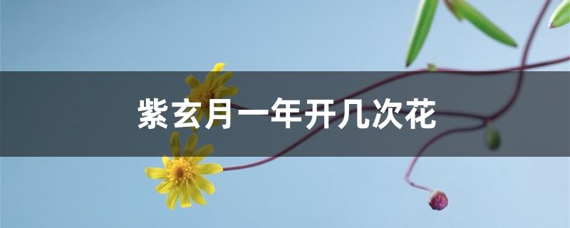 紫玄月一年开几次花