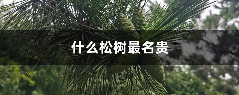 什么松树最名贵