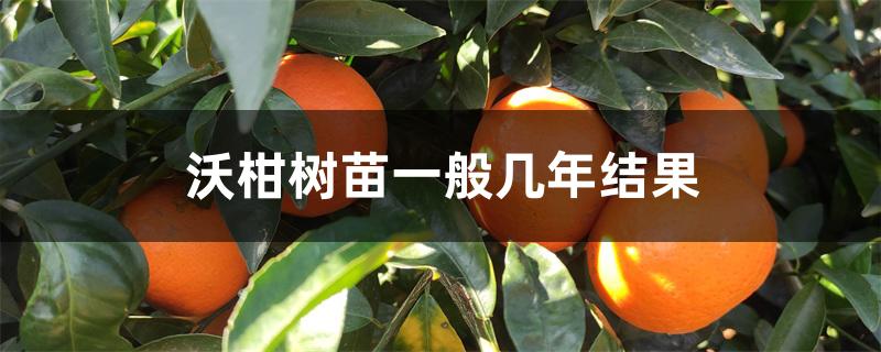 沃柑树苗一般几年结果 沃柑树苗一般几年结果